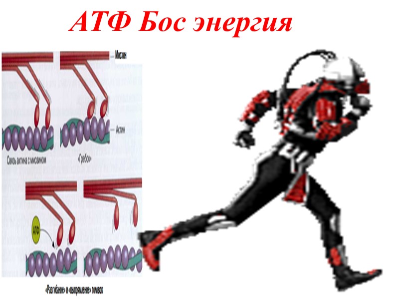 АТФ Бос энергия